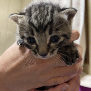 生後3週目のキジトラ子猫の男の子(とらお)
