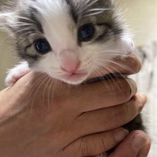 生後3週目のキジ白子猫の男の子(ハチ)