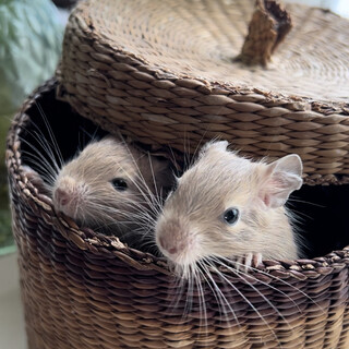 多数お問い合わせありがとうございました。