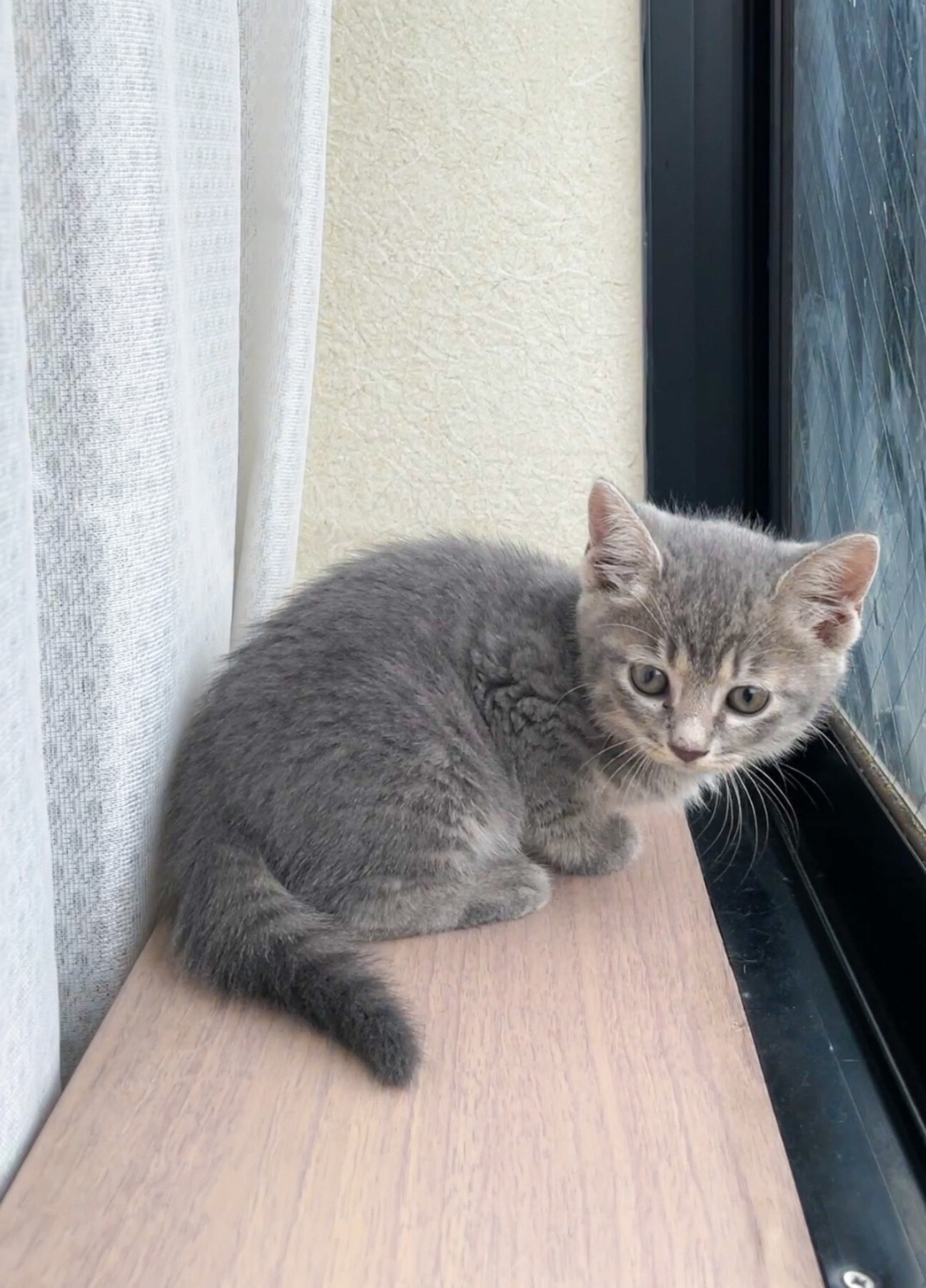 グレーネコ  女の子  ご確認用 パンツ チェックイージーパンツ レディース : ZOZOTOWN Yahoo!店