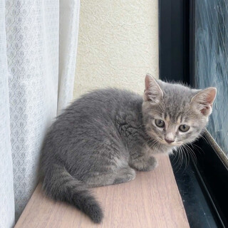 子猫の男の子♪（グレーの白トラ柄）