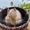 ママデグー　サンド　　ポテトちゃん