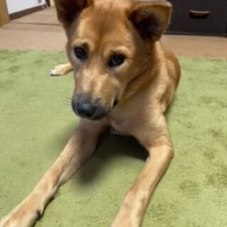 優しい飼い主さん決まりましたMIXちょこちゃん