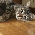 キジトラママ猫　さくら耳避妊手術済み