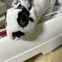 ミニレッキス