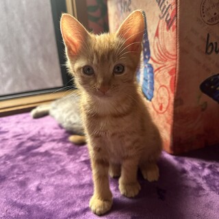 生後2ヶ月の甘えん坊な子猫の里親を探しています。