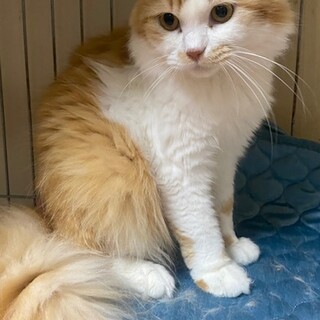 しっぽがふわふわ　イケメンソラくん