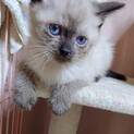 ありがとうございました★シャムミックスのキミちゃん