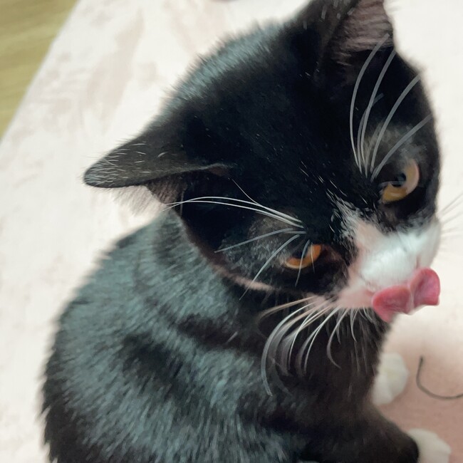 あずははのカバー写真