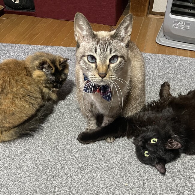 kyu-mamaのカバー写真