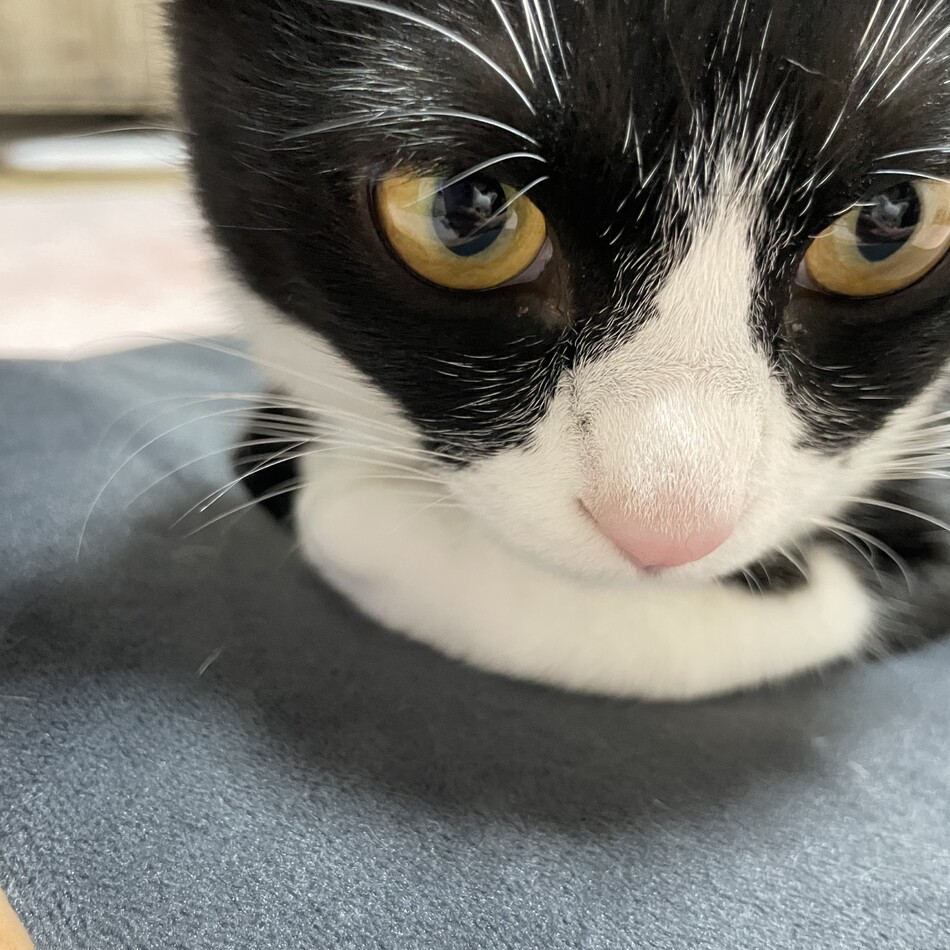 あずきのカバー写真