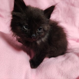 生後１ヶ月半？多分オス、長毛の黒猫、可愛いです☆