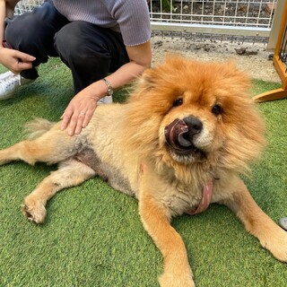 トライアルが決定しました