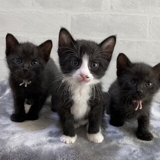 人が大好き☆ミルクで育てた3兄妹