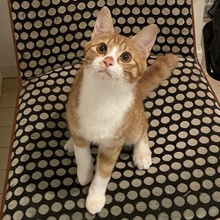 【5/28月島】ワンパク多動な超甘えん坊茶白男子