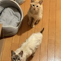 人懐こく甘えん坊のチャロ、シャムの里親さんを募集