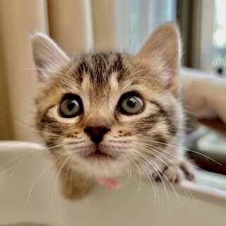 私たちの家族を大募集にゃ｡