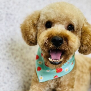 元気で人なつこい大き目トイプードルMIX君