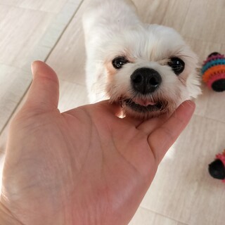 マルチーズ　女の子♀　８歳