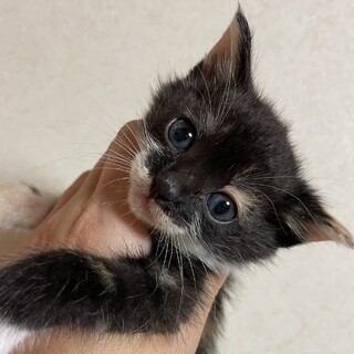 黒みけ姉妹、白きじ兄弟1か月子猫