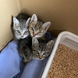 ※急募※1.5ヶ月くらいのキジトラ子猫3匹