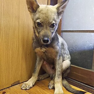 保護犬！里親様緊急募集！！