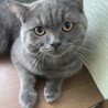 マンチカン9ヶ月男の子 サムネイル2