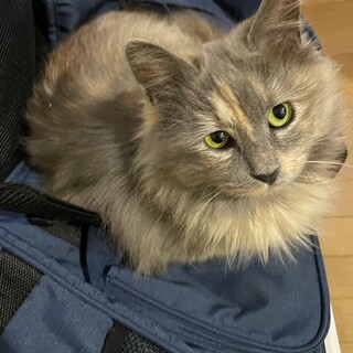 パステルサビの女の子