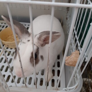 大至急ミニウサギオスの里親募集します