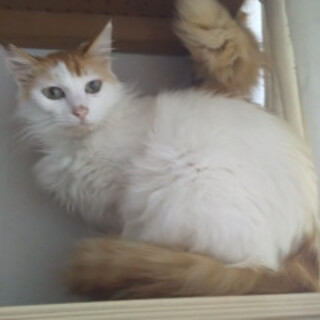 気が小さいけど甘えん坊のふあふあ茶白君