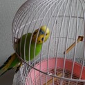 至急セキセイインコの里親募集します