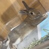 人懐っこいうさぎの子です サムネイル2