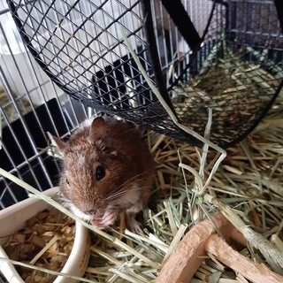 大至急デグー里親募集します