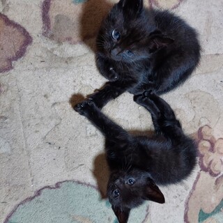 子猫を2匹保護しています。