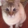 マユミ、
