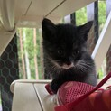可愛いバットマンにゃんこ(現在お見合い予定)