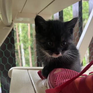 可愛いバットマンにゃんこ(現在お見合い予定)