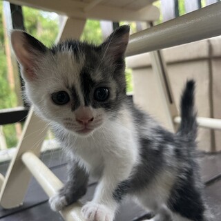 可愛いまだら赤ちゃん