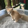 ふわふわ子猫(兄弟の情報も更新しました) サムネイル2