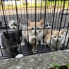 ふわふわ子猫(兄弟の情報も更新しました) サムネイル5