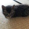 雌の子猫です　 サムネイル2