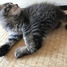 雌の子猫です　 サムネイル3