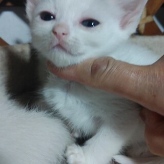 生後2ヶ月の可愛い白猫ちゃん