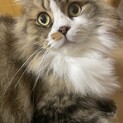 里親募集　今トライアル中ですー