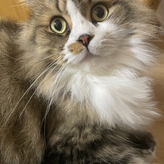 里親募集　今トライアル中ですー