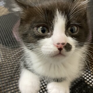 ポン君☆男の子