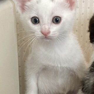 ワタちゃん☆女の子