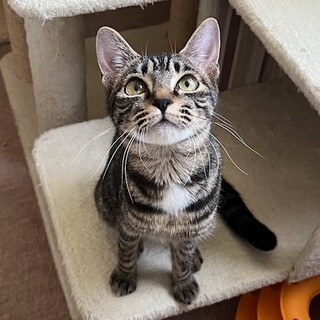 前髪パッツンの可愛い女の子フルラちゃん