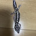 里親決定済み　レオパードゲッコー　トカゲモドキ