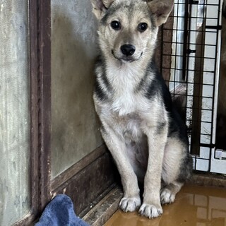 いきなりキャンセル！半年くらいの仔犬